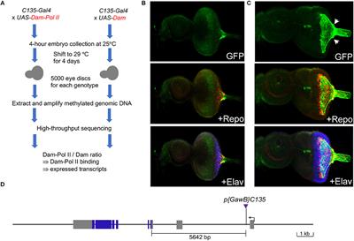 Expressional Profiling of Carpet Glia in the Developing Drosophila Eye Reveals Its Molecular Signature of Morphology Regulators